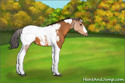 Horse Color:Buckskin Tobiano Appaloosa 