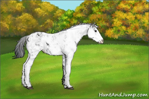 Horse Color:Black Sabino Appaloosa 