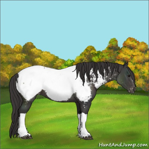 Horse Color:Smoky Black Appaloosa 