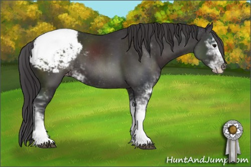 Horse Color:Smoky Black Sabino Appaloosa 