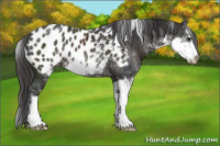 Horse Color:Smoky Black Sabino Appaloosa 