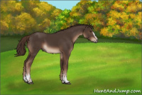 Horse Color:White Spotted Liver Chestnut