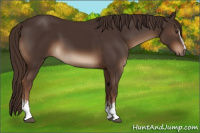 Horse Color:White Spotted Liver Chestnut 