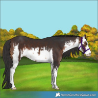 Horse Color:White Spotted Brown 