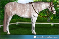 Horse Color:White Spotted Chocolate Bay Appaloosa Rabicano 