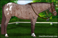 Horse Color:Chocolate Bay Roan Appaloosa