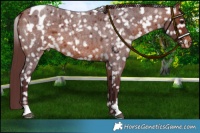 Horse Color:Chocolate Bay Roan Appaloosa 