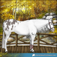 Horse Color:Liver Red Roan Appaloosa 
