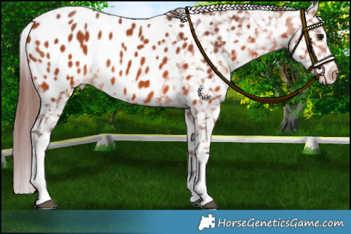Horse Color:White Spotted Chocolate Bay Appaloosa