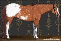 Horse Color:White Spotted Chocolate Bay Snowcap 