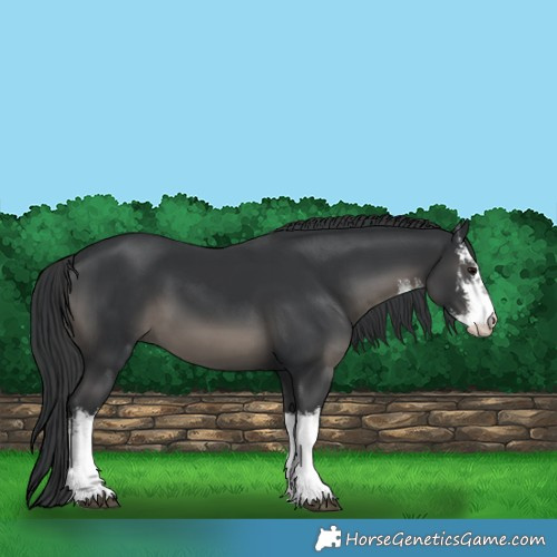 Horse Color:White Spotted Black 