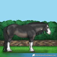 Horse Color:White Spotted Black 