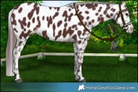 Horse Color:Chocolate Brown Appaloosa 
