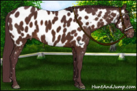 Horse Color:Chocolate Brown Appaloosa
