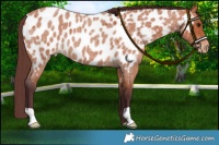 Horse Color:Chocolate Bay Roan Appaloosa 