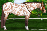 Horse Color:Chocolate Bay Roan Appaloosa