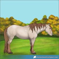 Horse Color:White Spotted Grullo Pearl Splash 