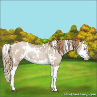Horse Color:White Spotted Grullo Pearl Splash 