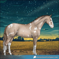 Horse Color:White Spotted Grullo Pearl Splash 