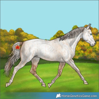 Horse Color:Gold Champagne Pearl Dun Rabicano  and Gray Gold Champagne Pearl Dun Rabicano 