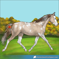 Horse Color:White Spotted Grullo Pearl Splash 