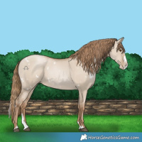 Horse Color:White Spotted Grullo Pearl Splash 