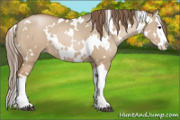 Horse Color:White Spotted Grullo Pearl Splash 