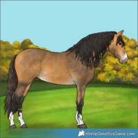 Horse Color:Buckskin 
