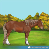 Horse Color:Chestnut 