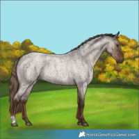 Horse Color:Liver Red Dun Roan Brindle 