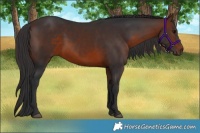 Horse Color:Brown Sabino 