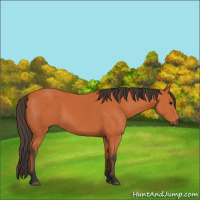 Horse Color:Bay 