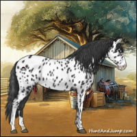 Horse Color:Black Appaloosa 