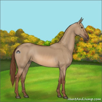 Horse Color:Red Dun 