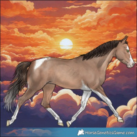 Horse Color:Sable Champagne Splash Tobiano 