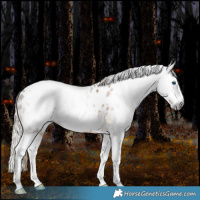 Horse Color:Gray White Spotted Chocolate Palomino Splash Frame Appaloosa Rabicano 