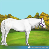Horse Color:Silver Sable Cream Champagne Pearl Splash Tobiano Appaloosa Rabicano 