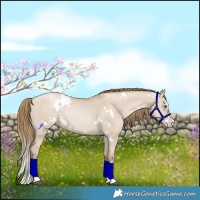 Horse Color:White Spotted Grullo Pearl Splash
