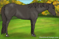 Horse Color:Smoky Black 