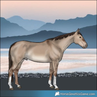 Horse Color:Liver Red Dun Tobiano Rabicano 