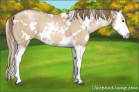 Horse Color:White Spotted Grullo Pearl Splash 