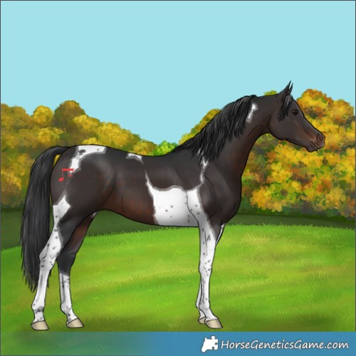Horse Color:Brown Tobiano