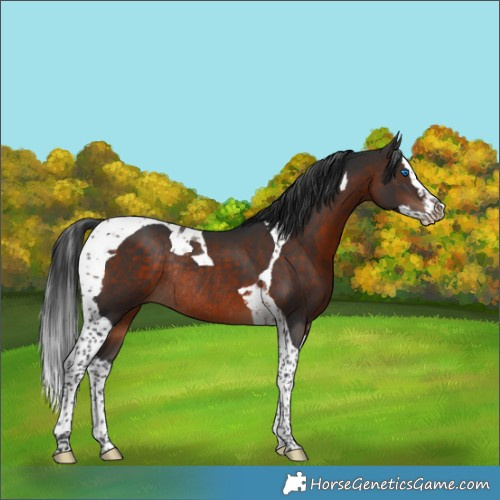 Horse Color:Brown Splash Tobiano Rabicano 