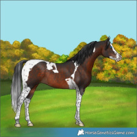 Horse Color:Brown Splash Tobiano Rabicano 