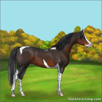 Horse Color:Brown Splash Tobiano 