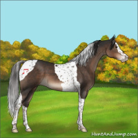 Horse Color:Liver Chestnut Splash Tobiano 