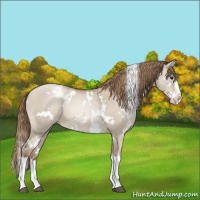 Horse Color:White Spotted Grullo Pearl Splash 