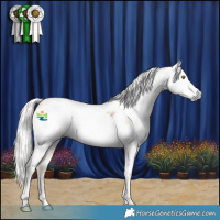 Horse Color:Gray Silver Classic Champagne Dun Appaloosa 