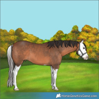 Horse Color:Bay Splash 