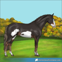 Horse Color:Liver Chestnut Frame Rabicano 